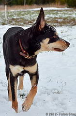 Dogs Snowy Winter 12.24.12-43