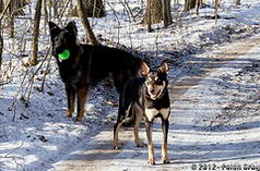 Dogs MI Hike 12.27.12-33