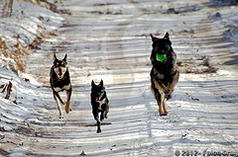 Dogs MI Hike 12.27.12-15