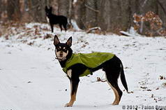 Dogs MI Hike 12.28.12-107