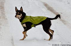 Dogs MI Hike 12.28.12-16