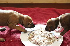 Azawakh Puppies 21 Days 1st Solid Food