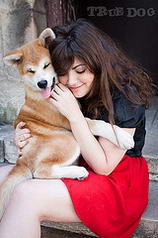 Akita Inu, True Dog photographe pour animaux de compagnie